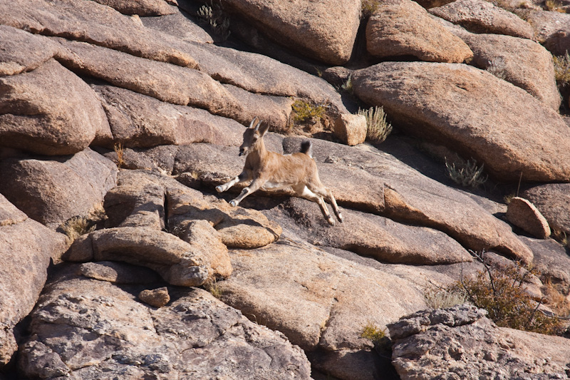 Siberian Ibex